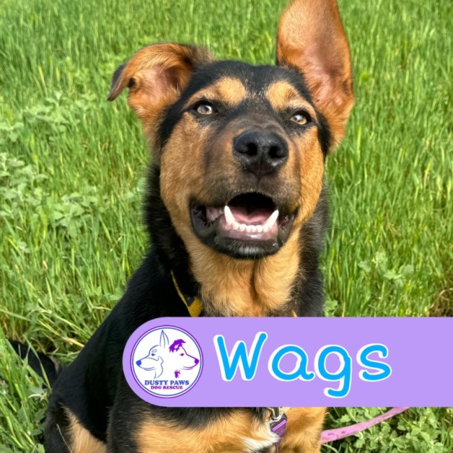 Photo of Wags