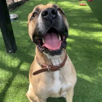 Photo of D1194 Trent