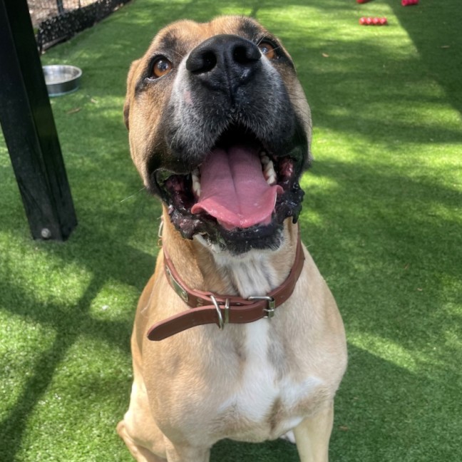 Photo of D1194 Trent