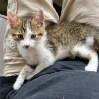 Photo of Nugget