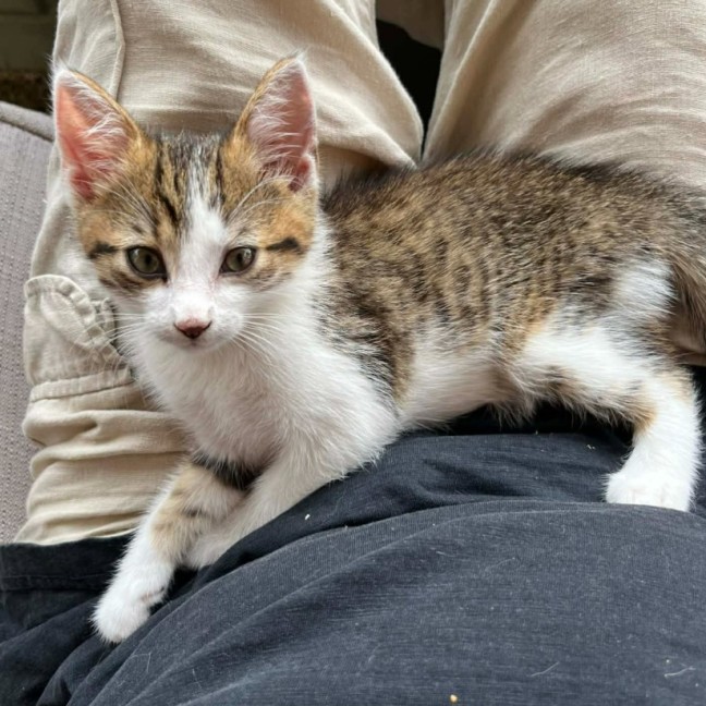 Photo of Nugget