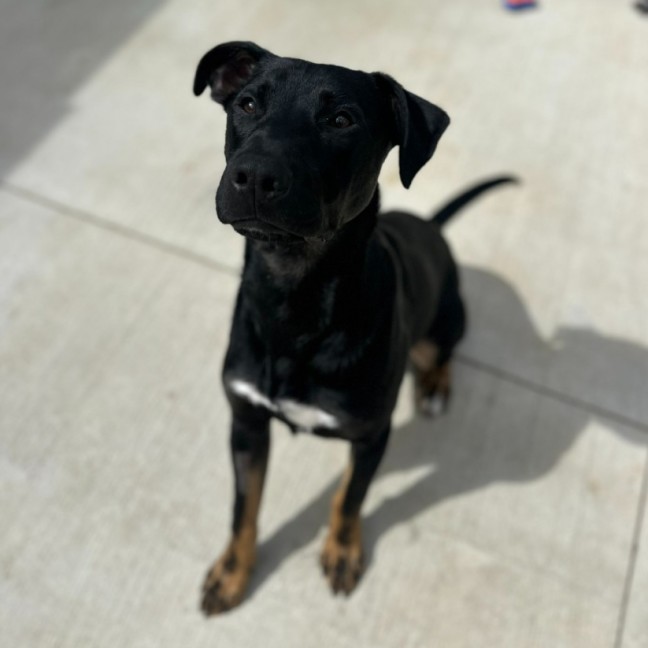 Photo of ⚽ Scrappy Doo 6610 ⚽