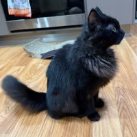 Photo of Morticia