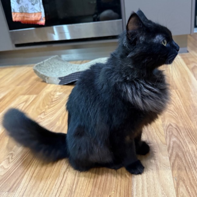Photo of Morticia