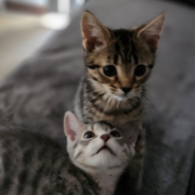 Photo of Yule & Snow ^Dandy Cat Rescue^