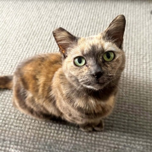 Nutmeg - Domestic Short Hair (DSH) Cat