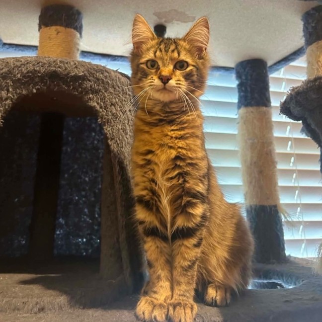 Photo of Tigger   Meet Me @ Petstock Prahran!