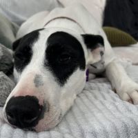 Photo of Penny Lane