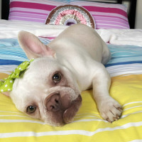 Photo of 🧚‍♀️pixie🧚‍♀️