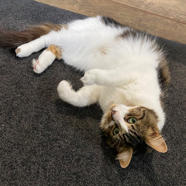 Photo of Hugo