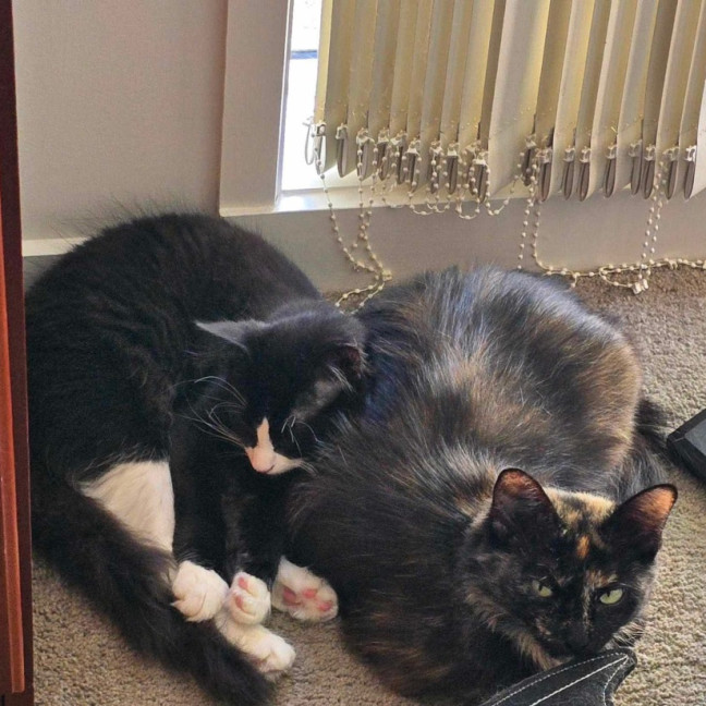 Photo of Sarsparilla