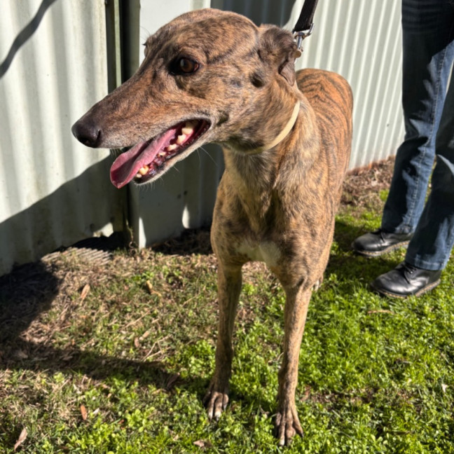 Photo of Indie