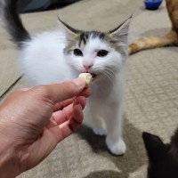 Photo of Flash   Located In Deer  Park