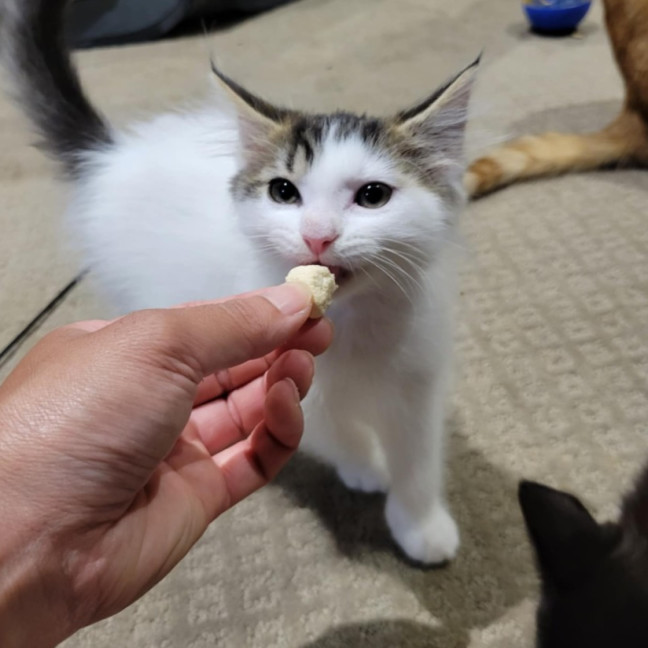 Photo of Flash   Located In Deer  Park