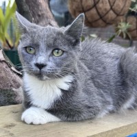 Photo of Kooka 