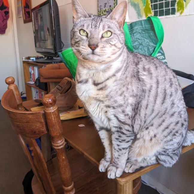 Photo of Maebe   In Foster Care In Thornbury