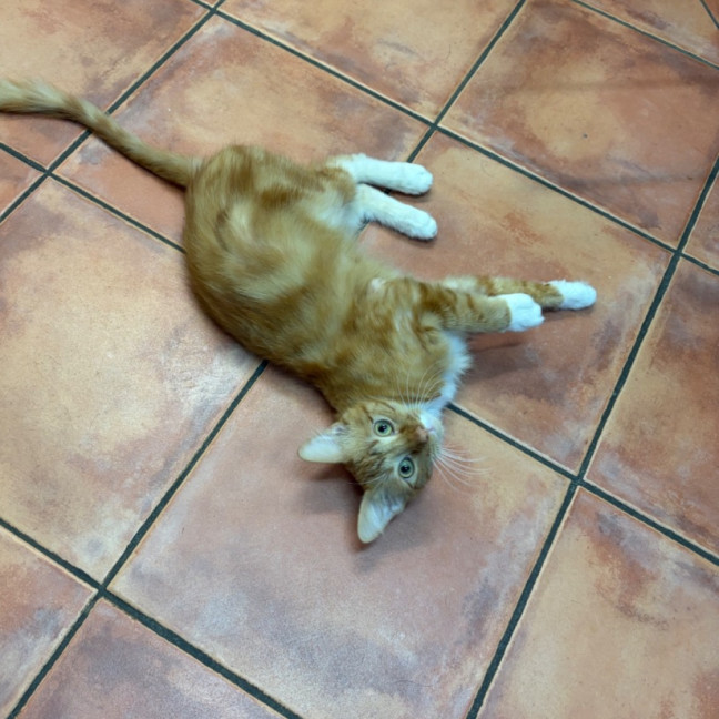 Photo of Frankie