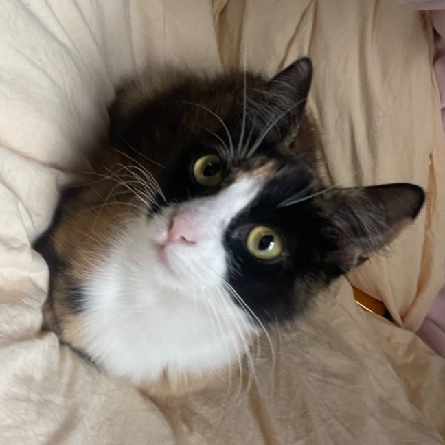 Photo of Marble   Meet Me @ Petstock Prahran