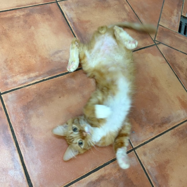 Photo of Frankie