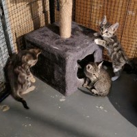 Photo of Inky