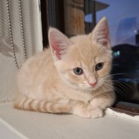 Photo of Aldi Special