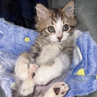 Photo of Biscuit