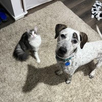 Photo of Pongo