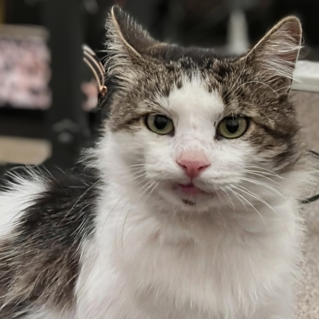 Photo of Mr Cat (A.K.A.Mr Mystery Cat)