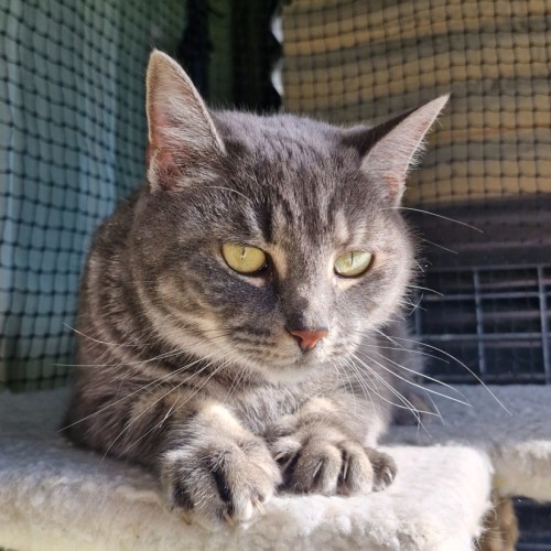 Kanga - Domestic Short Hair (DSH) Cat