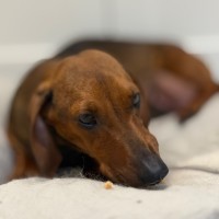 Photo of Marley