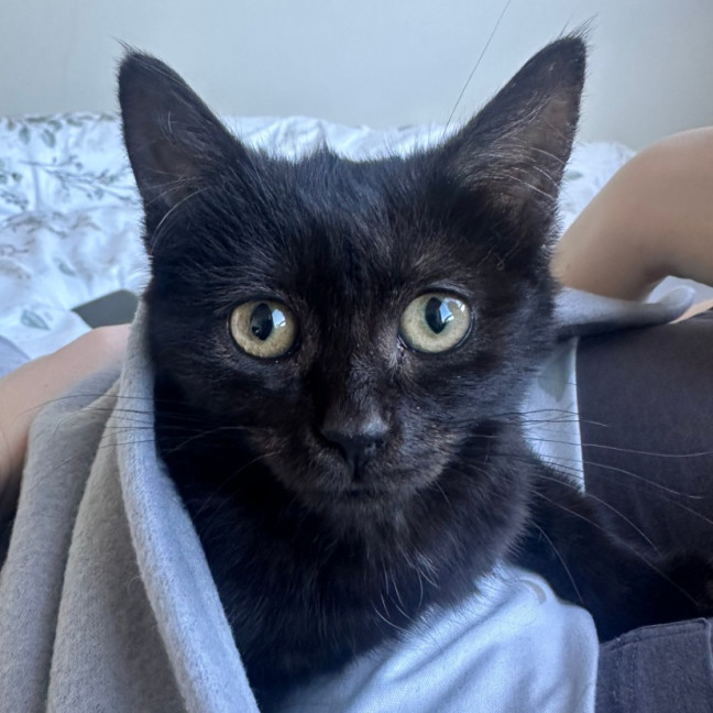 Photo of Liquorice Allsorts