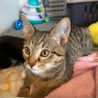 Photo of Darc *Meet Me At Petstock Milperra*