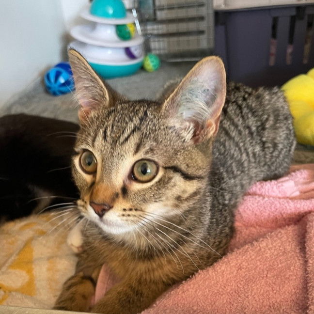 Photo of Darc *Meet Me At Petstock Milperra*