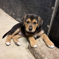 Photo of Fudge