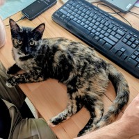 Photo of Dotti