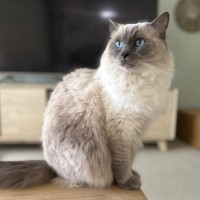 Photo of Princess 👑🌸