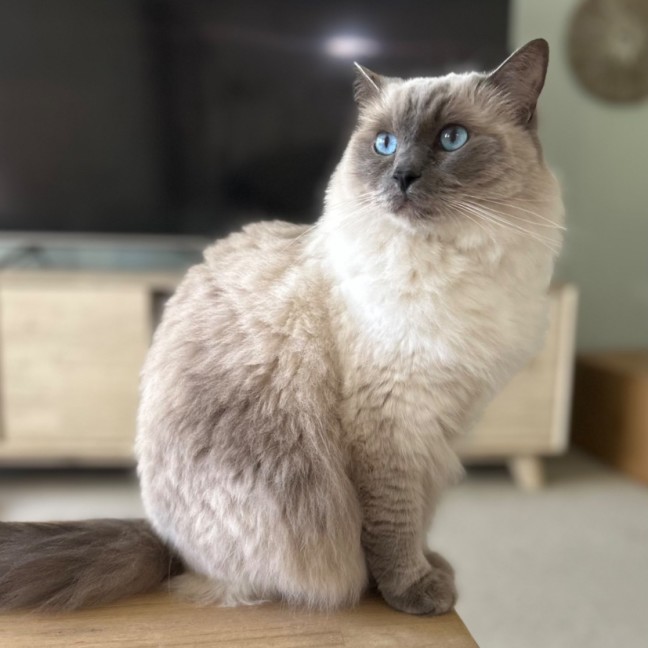 Photo of Princess 👑🌸