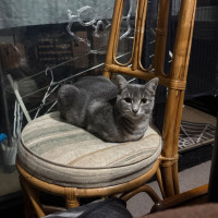 Photo of Zatanna **2nd Chance Cat Rescue**