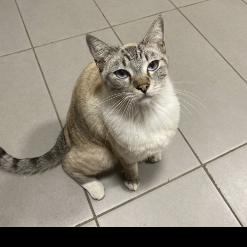 Bruce - Ragdoll Cat