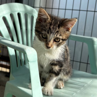Photo of Puddin **2nd Chance Cat Rescue**
