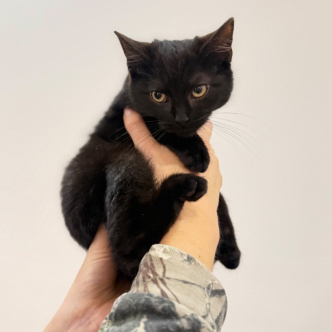 Photo of Midnight 🖤