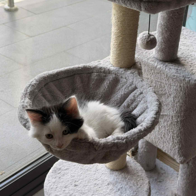 Photo of Rocket 🚀