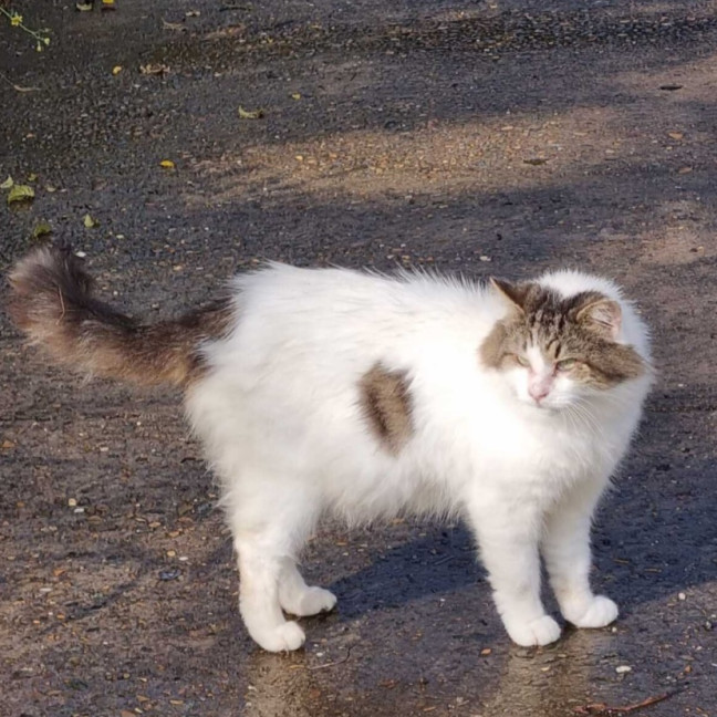 Photo of Aldo ** Needs A New Beginning **