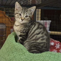 Photo of Hamill ** 2nd Chance Cat Rescue **