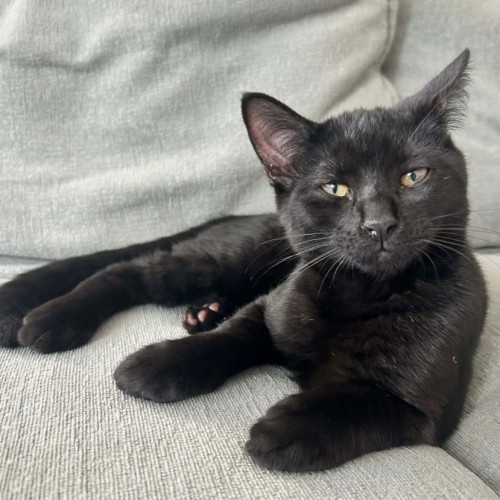 Midnight - Domestic Short Hair (DSH) Cat
