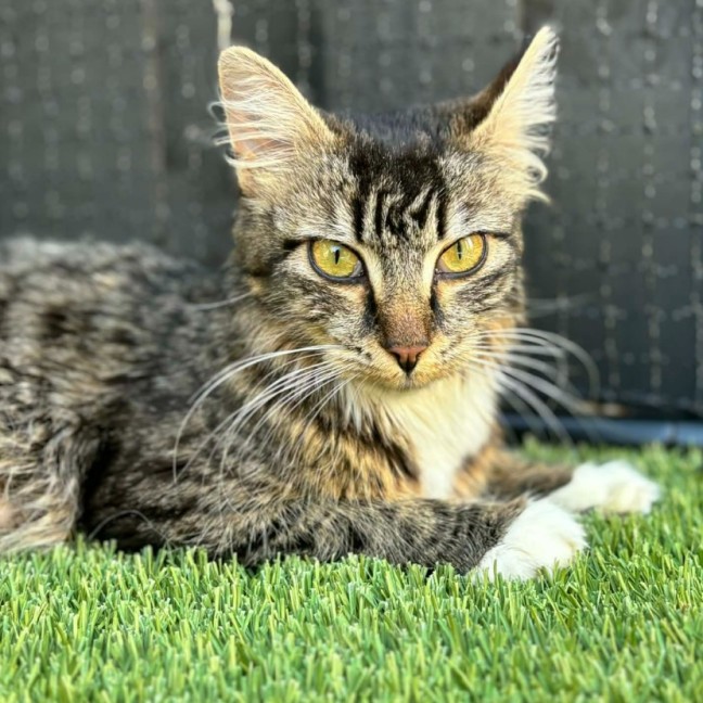 Photo of Mumma Maple  **2nd Chance Cat Rescue **