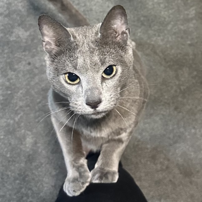 Photo of Nikolai 😻🧵🧶