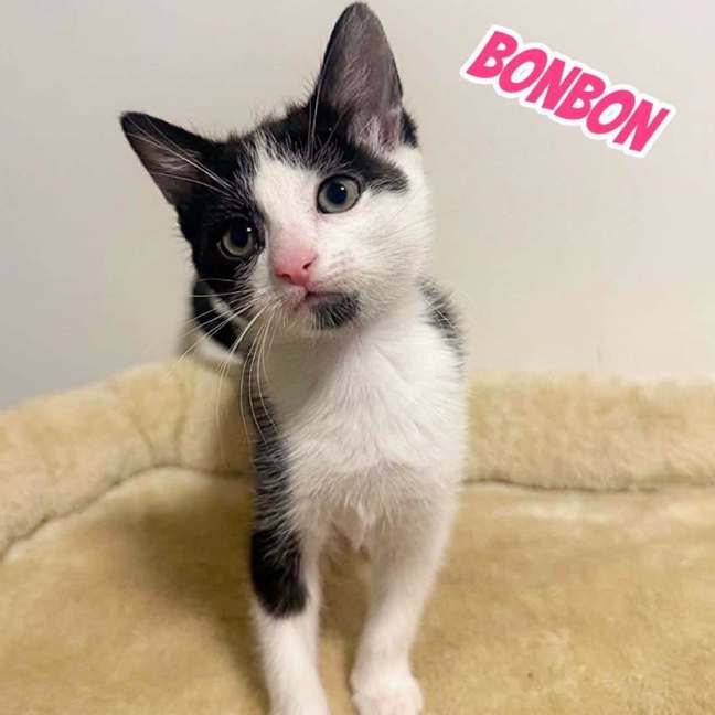 Photo of Bon Bon