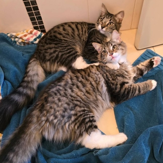 Photo of Fester & Gomez (Located In Wantirna South)