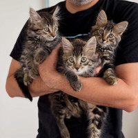 Photo of Dennis, Red, Leo 